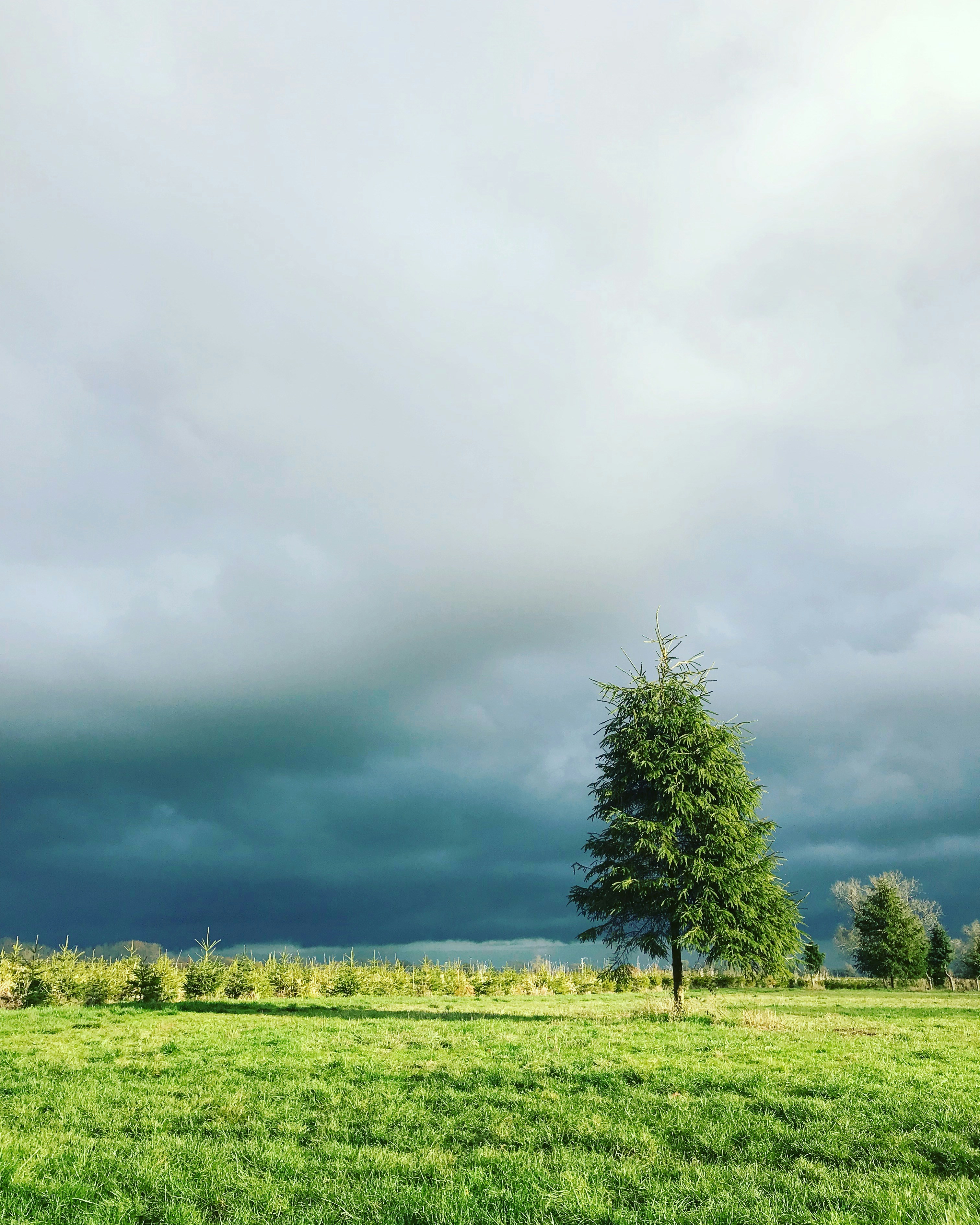 The Lincolnshire Wolds Tree